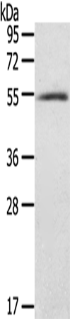 BAG4
