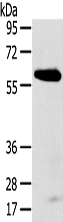 SPATA18