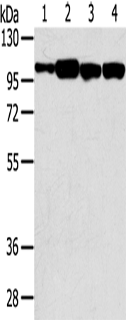 SRGAP1