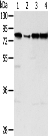 TAF15