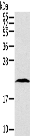 TAF10