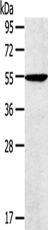 TRIM22