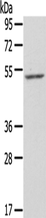 ZFP36L2