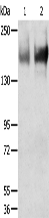 TRPM6