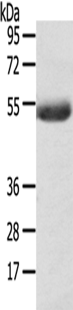 GPAT4