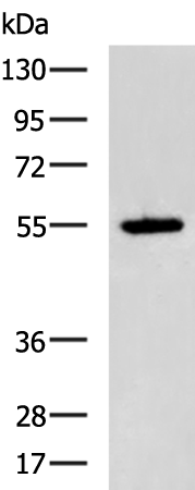 VIPR1