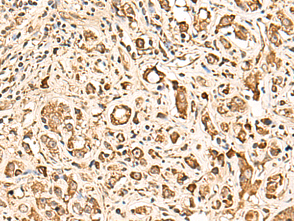 Rabbit Polyclonal Antibody to SOX3