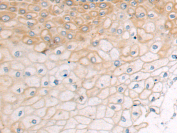 Rabbit Polyclonal Antibody to RHOU