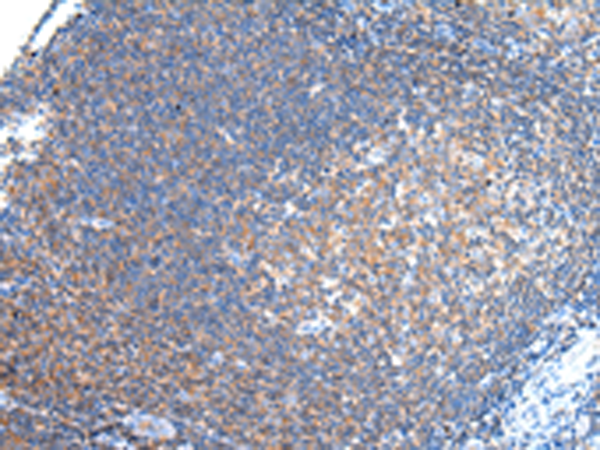 PCDHA6