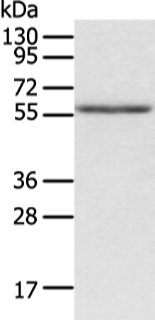 ACVRL1