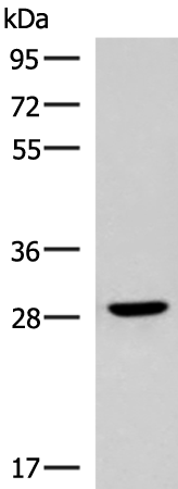 CLEC9A