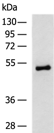 E2F1