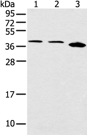 CCNG1