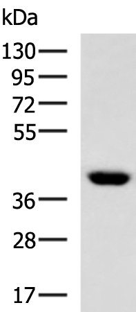 CNTFR