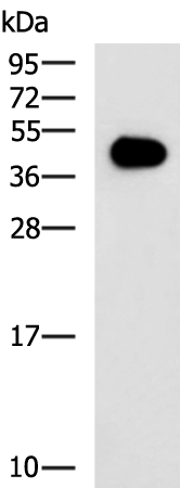 GAP43
