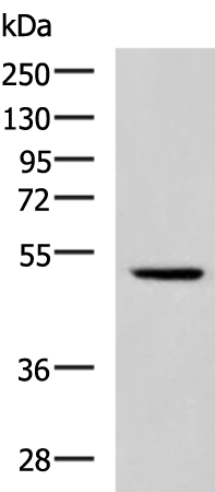 IRF2