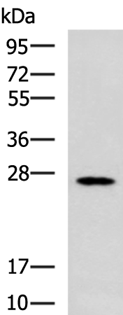 MBL2