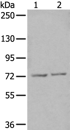 ZNF7