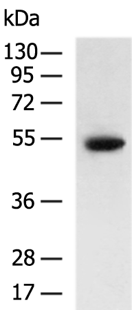 SUN5