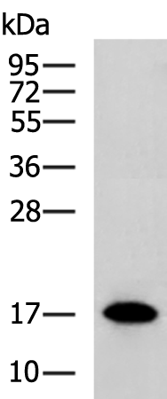 UBA52