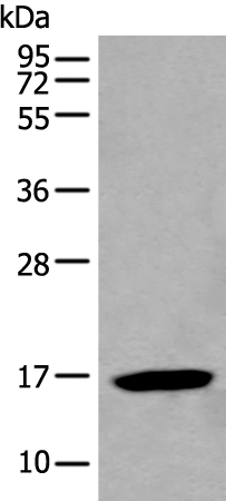 BCL2L2