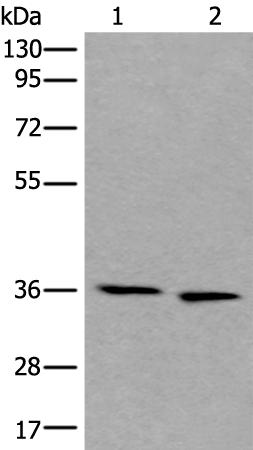 CDC123