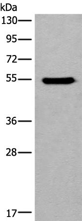 CYP11B2