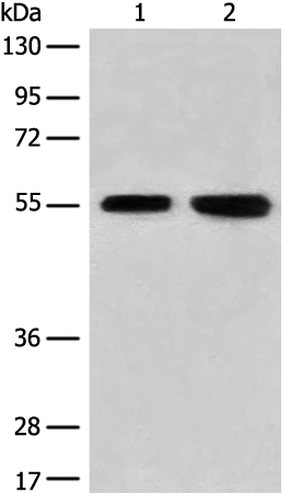CNGA4