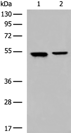 CYP2A13