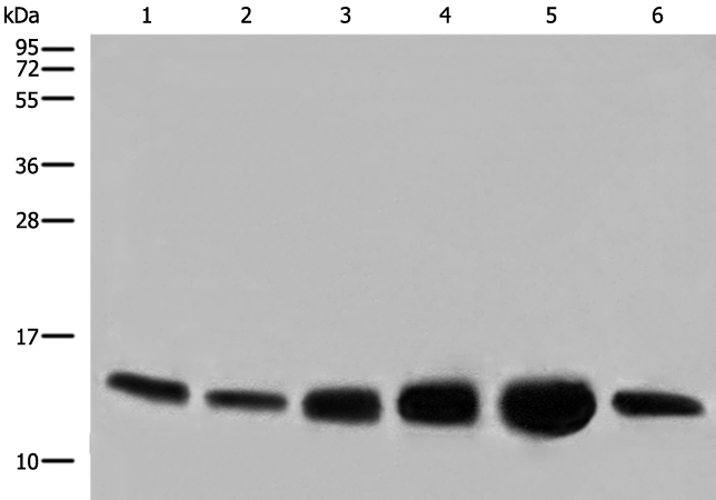 COX6C