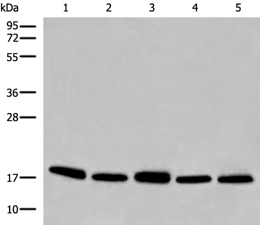 H2BC1