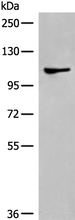 DLGAP4