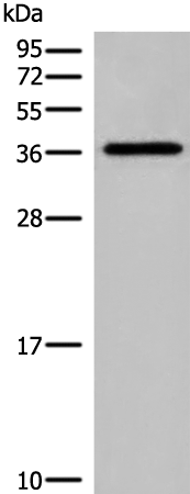 DNAJC9