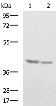 FBXO32