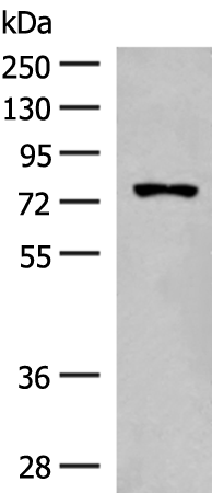 FBXL4