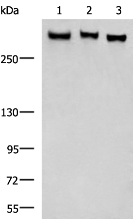 FLNC
