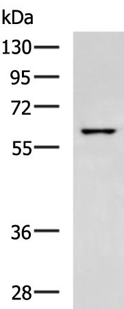 GPR37