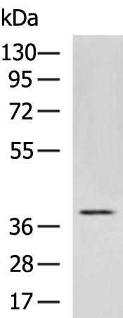 GPR62