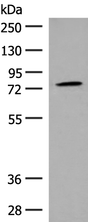GPR149