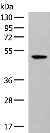 GPR142