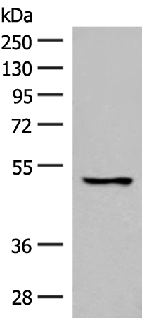 GPR152