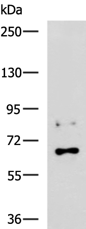GRHL1