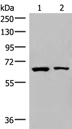 ZNF85