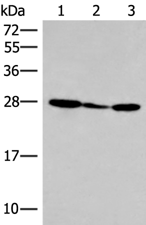 HLA-DOB