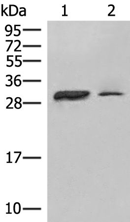 HLA-DPA1