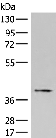 HPR