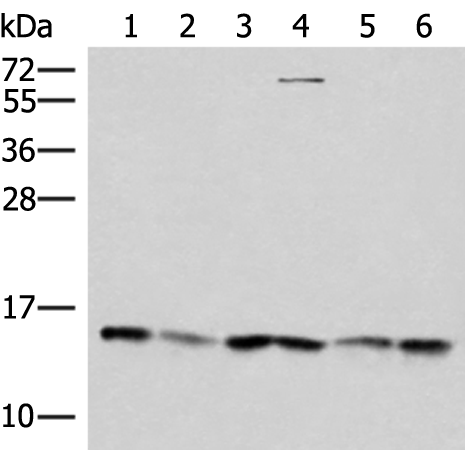 TRMT112