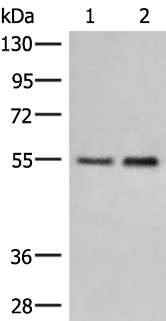 HTRA4