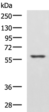 IFNLR1