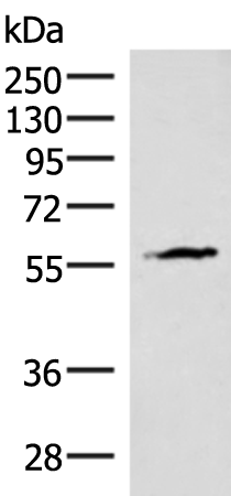 INSM2